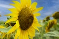 Yellow flower, sunflower, close-up against the blue sky. and fields of sunflowers Landscape Royalty Free Stock Photo