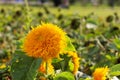 Yellow flower of a sunflower close up. Macro shot of a young sunflower. Royalty Free Stock Photo