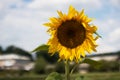 Yellow flower sunflower closeup on blue sky background with clouds and village buildings Royalty Free Stock Photo