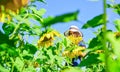 yellow flower of sunflower. happy childhood. beautiful girl wear straw summer hat in field. pretty kid with flower