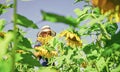 yellow flower of sunflower. happy childhood. beautiful girl wear straw summer hat in field. pretty kid with flower Royalty Free Stock Photo