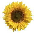 Yellow flower of a sunflower on an isolated white background with clipping path. Closeup. No shadows. Royalty Free Stock Photo