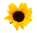 Yellow flower of a sunflower on an isolated white background with clipping path. Closeup. No shadows. Royalty Free Stock Photo