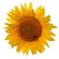 Yellow flower sunflower isolated on white background Royalty Free Stock Photo