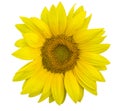 Yellow flower of sunflower isolated on white background Royalty Free Stock Photo