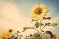 Yellow flower sunflower meadow field vintage retro Royalty Free Stock Photo