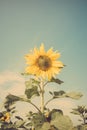 Yellow flower sunflower meadow field vintage retro Royalty Free Stock Photo