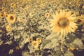 Yellow flower sunflower meadow field vintage retro Royalty Free Stock Photo