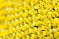 yellow flower sunflower