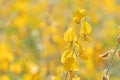Yellow flower of Sunn hemp, Indian hemp flower field, Madras hemp or Crotalaria juncea is a tropical Asian plant used for green Royalty Free Stock Photo