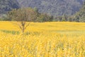 Yellow flower of Sunn hemp, Indian hemp flower field, Madras hemp or Crotalaria juncea is a tropical Asian plant used for green Royalty Free Stock Photo