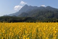 Yellow flower of Sunn hemp, Indian hemp flower field, Madras hemp or Crotalaria juncea is a tropical Asian plant used for green Royalty Free Stock Photo