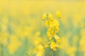 Yellow flower of Sunn hemp, Indian hemp flower field, Madras hemp or Crotalaria juncea is a tropical Asian plant used for green Royalty Free Stock Photo