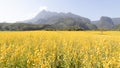 Yellow flower of Sunn hemp, Indian hemp flower field, Madras hemp or Crotalaria juncea is a tropical Asian plant used for green Royalty Free Stock Photo