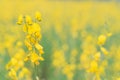 Yellow flower of Sunn hemp, Indian hemp flower field, Madras hemp or Crotalaria juncea is a tropical Asian plant used for green Royalty Free Stock Photo