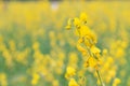 Yellow flower of Sunn hemp, Indian hemp flower field, Madras hemp or Crotalaria juncea is a tropical Asian plant used for green Royalty Free Stock Photo