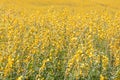 Yellow flower of Sunn hemp, Indian hemp flower field, Madras hemp or Crotalaria juncea is a tropical Asian plant used for green Royalty Free Stock Photo