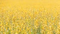 Yellow flower of Sunn hemp, Indian hemp flower field, Madras hemp or Crotalaria juncea is a tropical Asian plant used for green Royalty Free Stock Photo