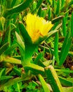 Yellow flower surrounded by a green leaves