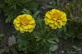 The yellow flower of Tagetes erecta or calendula blooming in a garden