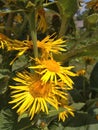 A yellow flower of the tall helenium (Inula helenium L.) under the warm summer sun