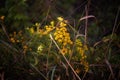 yellow flower tansy close-up macro texture metal fence grass