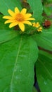 Yellow flower with ten petals
