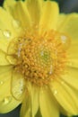 Yellow flower texture, macro pattern, Beautiful photo from a flower in macro with dew or water drops on it Royalty Free Stock Photo