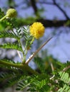 Vachellia karroo shrub with yellow inflorescence