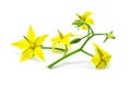 Yellow flower tomato isolated on whtie