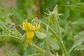 Yellow flower of a tomato plant in thee garden