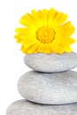 Yellow flower on top of a stack of pebbles