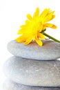 Yellow flower on top of a stack of pebbles