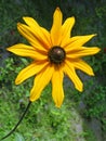 Yellow flower of topinambour