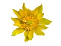 Yellow flower on transparent background in the additional png file Royalty Free Stock Photo