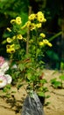 Yellow flower tree full view. Royalty Free Stock Photo