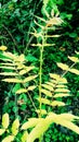 Yellow flower tress jungles Royalty Free Stock Photo