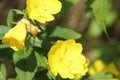 Yellow flower triage