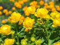 Yellow flower trollius, close-up in the garden on a summer day, a genus of perennial herbaceous plants from the Buttercup Royalty Free Stock Photo