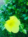 Yellow flower