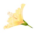 Yellow flower tropical plant hibiscus on a white background vintage vector illustration editable Royalty Free Stock Photo