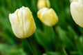 Yellow flower of tulip sort Creme Flag Royalty Free Stock Photo