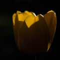 Yellow flower tulips dark found black background