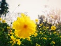 Yellow flower under the sky Royalty Free Stock Photo