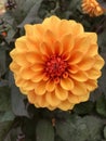 Yellow Flower, Dahlia Flower, Up Close, Yellow and Orange Petals Royalty Free Stock Photo