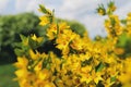 Yellow flower verbena.