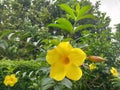 This yellow flower is very beautiful shaped like a trumpet