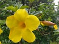 This yellow flower is very beautiful shaped like a trumpet