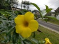 This yellow flower is very beautiful shaped like a trumpet