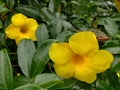 This yellow flower is very beautiful shaped like a trumpet